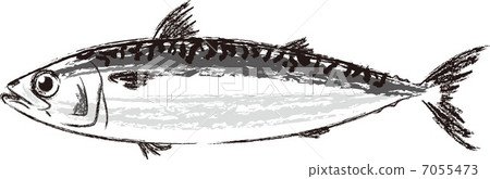  mackerel 7055473