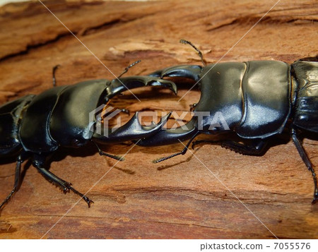 Okuwagata之間的戰鬥 7055576