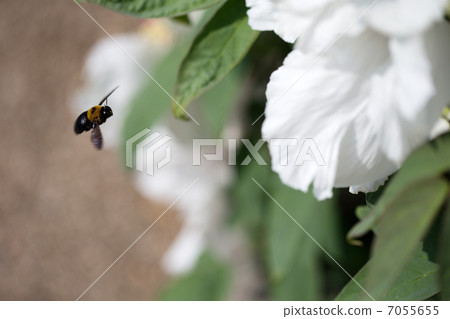 Bear bee 7055655