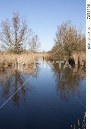 Oostvaardersplassen nature reserve (the Netherlands) 7055696
