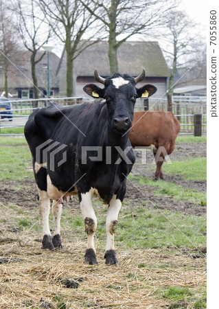 Dutch cow Dutch cow 7055860