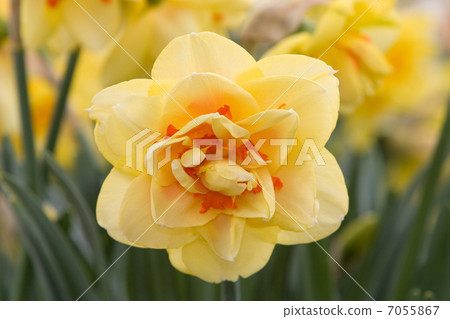 Daffodil 7055867