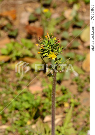 Plants · Onita Birako aesthetic 7055965