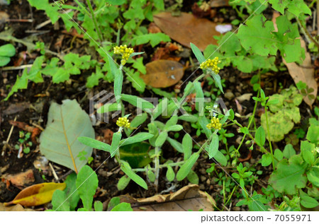 植物·Hakko Kusakikikiku 植物·Hakko Kusakikikiku 7055971