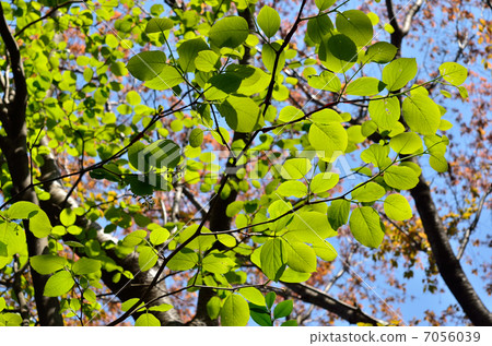 樹·Hakuunboku Ekonoki家庭 樹·Hakuunboku Ekonoki家庭 7056039