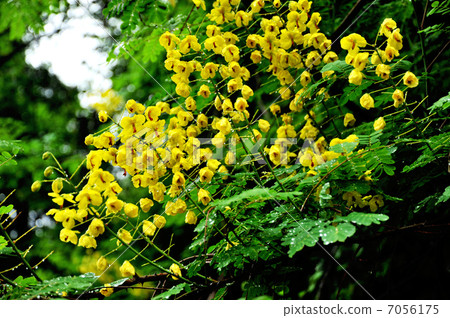 Jackettubara 7056175