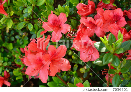 Tree · Kirishima azalea azalea 7056201