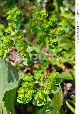 Plant · Euphorbiaceae 7056205