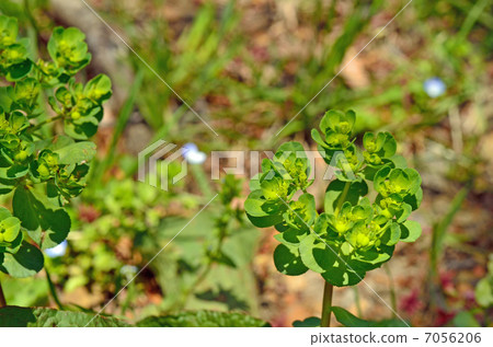 植物·大戟科 7056206