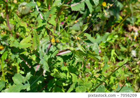 Plants · Nogeidae Plants · Nogeidae 7056209