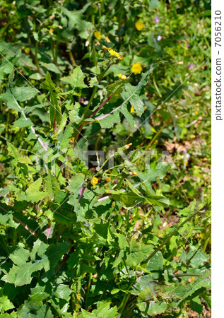 Plants · Nogeidae Plants · Nogeidae 7056210