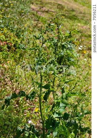 Plants · Nogeidae Plants · Nogeidae 7056211