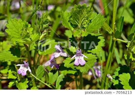 植物·蚊子家庭 7056213