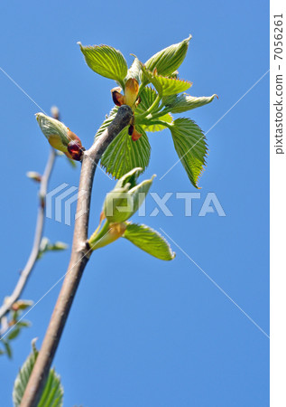 Tree · Handkerchief House 7056261