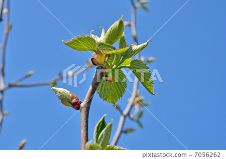 Tree · Handkerchief House 7056262