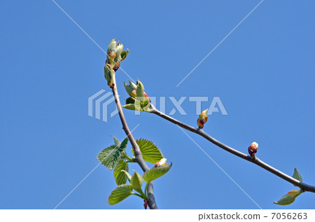 Tree · Handkerchief House 7056263