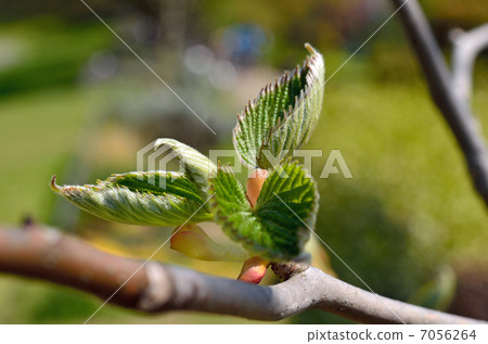 Tree · Handkerchief House 7056264