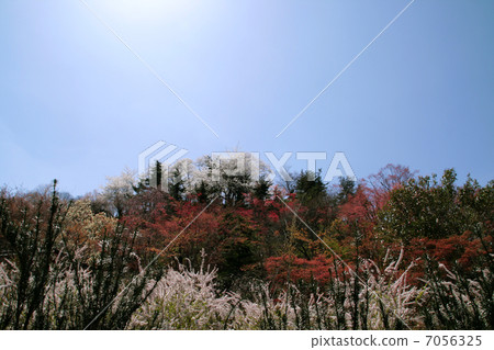 Hanamiyama 7056325
