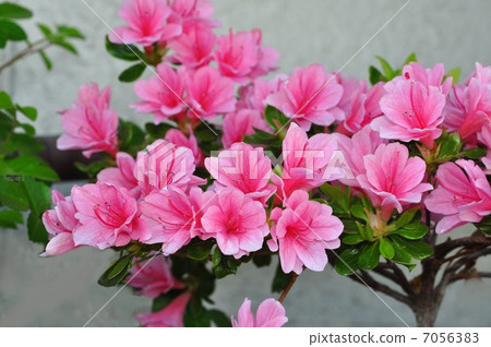 Yae杜鵑花 Yae杜鵑花 7056383
