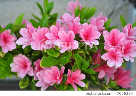 Yae杜鵑花 Yae杜鵑花 7056384