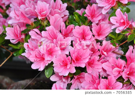 Yae杜鵑花 Yae杜鵑花 7056385