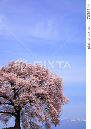 Cherry blossoms at Mizuka and Mt. Yatsugatake 7056544