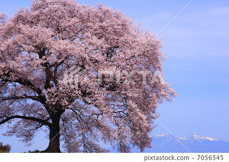 Cherry blossoms at Mizuka and Mt. Yatsugatake 7056545