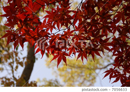 新鮮的綠色和秋葉 7056633