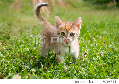orange a kitten in a grass 7056711