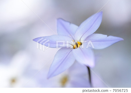 Cute flower petals with star shaped petals 7056725