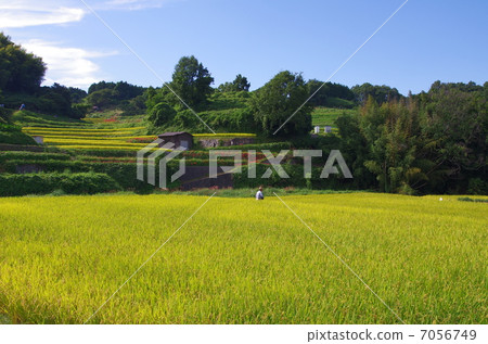 Rice terrace in Asuka village 7056749