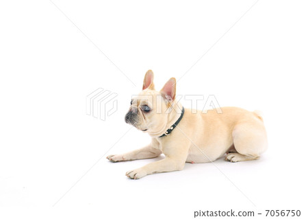 French bulldog 7056750