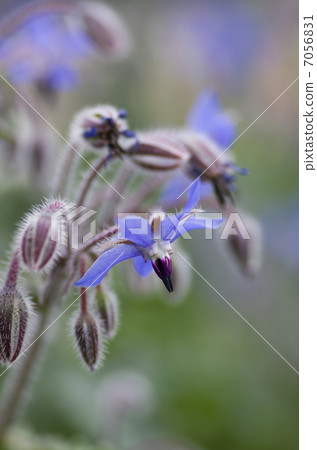 琉璃苣 琉璃苣 7056831