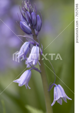 Tsurigane Swiss Tsurigane Swiss 7057046