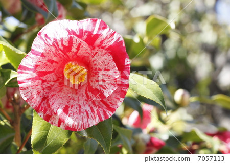 Five flowers of camellia Five flowers of camellia 7057113