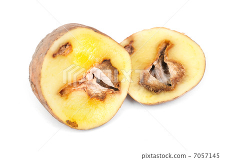 Potatoes infected with fungal disease 7057145