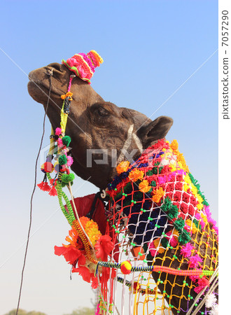 decorated camel during festival in Pushkar India 7057290