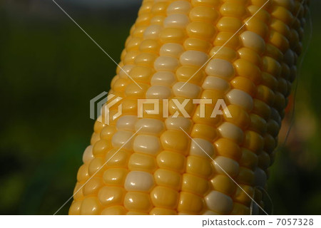 玉米站 玉米站 7057328