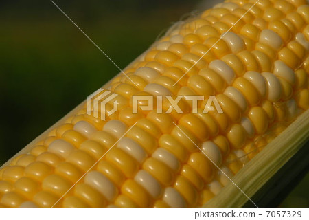 玉米站 玉米站 7057329