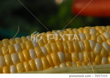 玉米站 玉米站 7057333