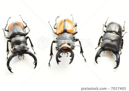 Okuwagata La Codar Tsuyagi Kuwagata Sea Kafutamata Owagata White Back 7057405