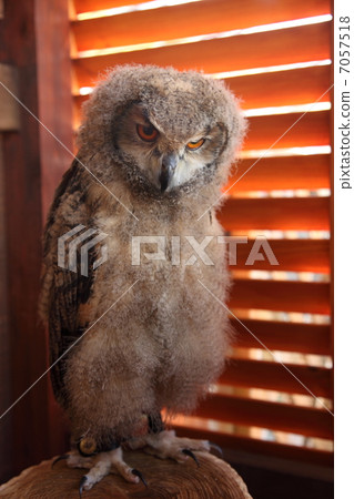 蚯蚓貓頭鷹貓頭鷹猛禽孟加拉鷹眼睛的小雞 蚯蚓貓頭鷹貓頭鷹猛禽孟加拉鷹眼睛的小雞 7057518