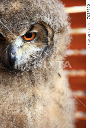 Earthworm Owl Owl Birds of Prey Bengal Eagle Eyedropped Chicks Earthworm Owl Owl Birds of Prey Bengal Eagle Eyedropped Chicks 7057520