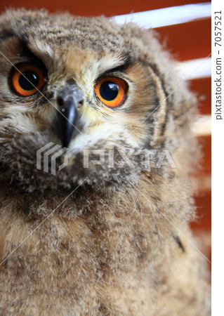 Earthworm Owl Owl Birds of Prey Bengal Eagle Eyedropped Chicks Earthworm Owl Owl Birds of Prey Bengal Eagle Eyedropped Chicks 7057521