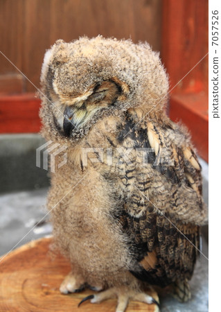 睡覺蚯蚓貓頭鷹貓頭鷹猛禽孟加拉鷹眼睛睡覺 7057526