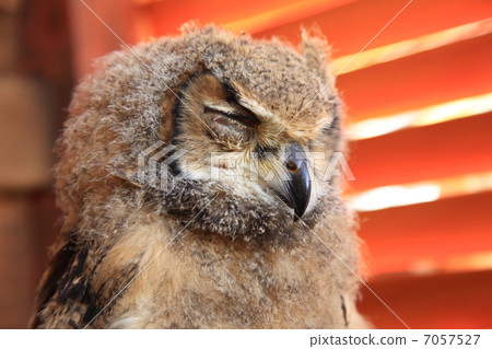 Sleep Earthworms Owl Owl Birds of Prey Bengal Eagle Eyedropped Sleeping 7057527