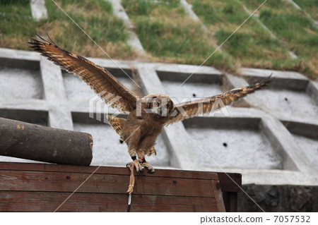 Flapping Earthworm Owl Owl Birds of Prey Bengal Eagle Eyedropped Chicks Flapping Earthworm Owl Owl Birds of Prey Bengal Eagle Eyedropped Chicks 7057532