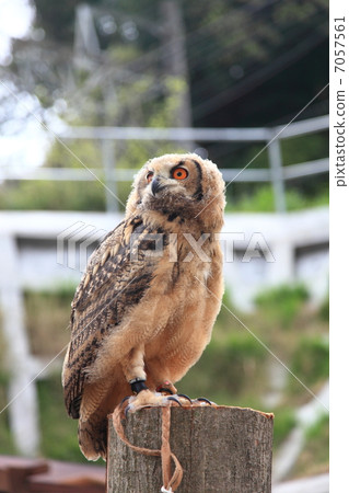 Earthworm Owl Owl Birds of Prey Bengal Eagle Eyedropped Chicks 7057561