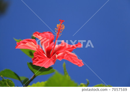 Hibiscus 7057589