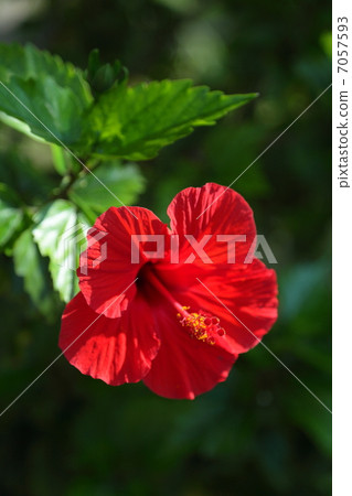 Hibiscus 7057593